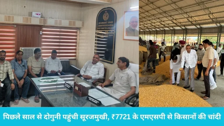 Ladwa Grain Market: लाडवा अनाज मंडी में रिकॉर्ड तोड़ आवक, पिछले साल से दोगुनी पहुंची सूरजमुखी, ₹7721 के एमएसपी से किसानों की चांदी
