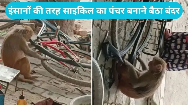 Monkey Cycle Mechanic Viral: सोशल मीडिया पर छाया ‘बंदर मैकेनिक’: साइकिल का पहिया खोलकर ऐसे निकाली ट्यूब, मैकेनिक भी रह गए दंग