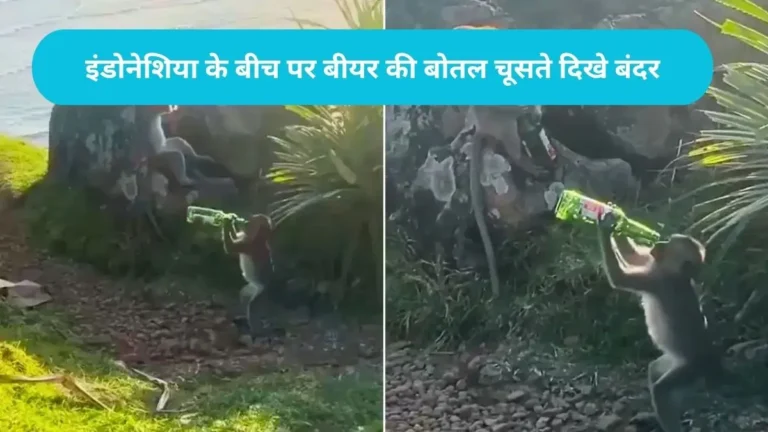 Monkeys Drinking Beer Viral: हाथ में बीयर की बोतल, सामने लहरें, बंदरों का यह अंदाज देख दंग रह गई जनता