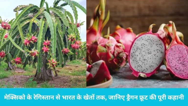 Dragon Fruit Story: मेक्सिको के रेगिस्तान से भारत के खेतों तक, जानिए ड्रैगन फ्रूट के ‘कमलम’ बनने की पूरी कहानी