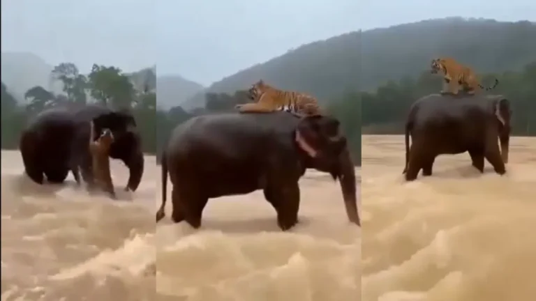 Elephant Saves Tiger: बाढ़ में हाथी ने बचाई डूबते हुए बाघ की जान? वायरल वीडियो की सच्चाई ने इंटरनेट पर छेड़ी नई बहस