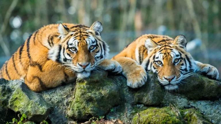 International Tiger Day: जंगल के राजा ‘रॉयल बंगाल टाइगर’ के 10 हैरान कर देने वाले राज, क्या आप जानते हैं?