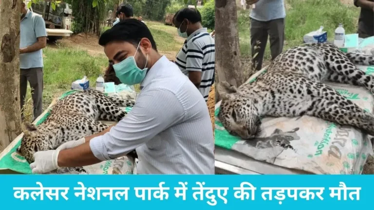 Kalesar national park: कलेसर नेशनल पार्क में तेंदुए की तड़पकर मौत, ‘कैनाइन डिस्टेंपर वायरस’ के लक्षण से मचा हड़कंप