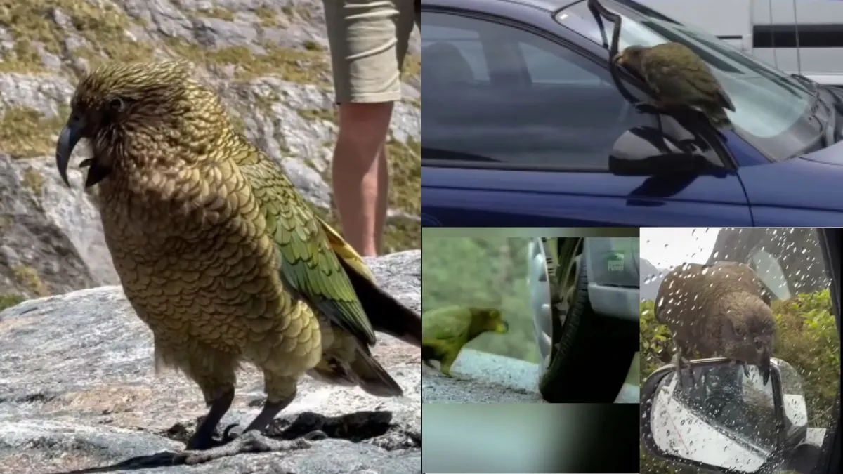 Kea Parrot: लाखों की कारों को कबाड़ बना देता है यह अनोखा तोता, हिला कर रख देगा इसके पीछे का सच