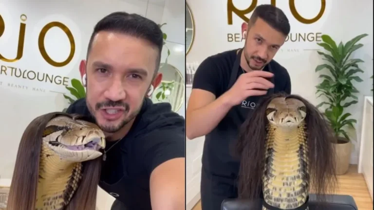King Cobra Makeover: किंग कोबरा को बना दिया ब्यूटी क्वीन, यूजर्स बोले— ‘भाई संभलकर, ये आखिरी क्लाइंट न बन जाए’