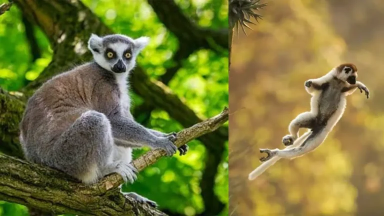 Lemur Millipede: जहर से नशा करता है यह मासूम जानवर, मिलीपीड को चबाकर पूरे बदन पर मलता है ‘नेचुरल स्प्रे’