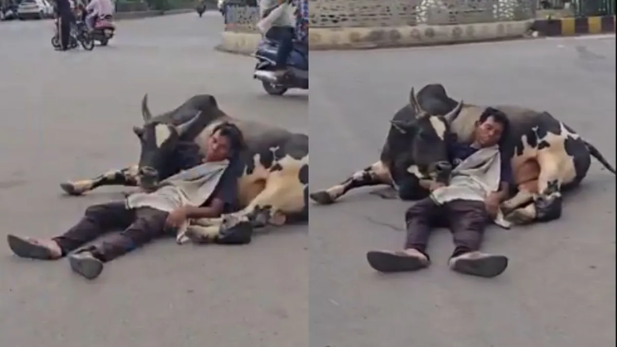 Man Sleeping Bull: सांड को तकिया बनाकर सो गया शराबी, वीडियो देख नहीं रुकेगी हंसी