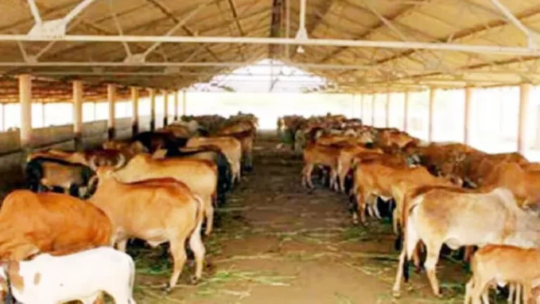 Narnaul News: श्री अनाथ गौशाला नारनौल में नवनिर्मित कमरे का लोकार्पण, गोभक्तों ने बांटी दलिया-बिनौले की सवामणी