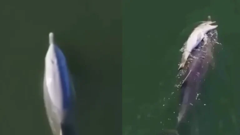 Dolphin Viral Video: मरे हुए बच्चे को 6 दिनों तक पीठ पर लादकर तैरती रही डॉल्फिन, वायरल वीडियो देख इमोशनल हुए लोग