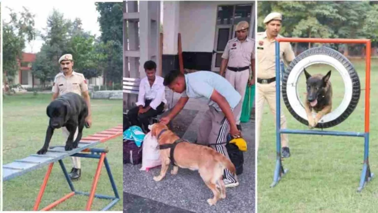 Haryana News: हरियाणा में स्निफर डॉग ‘रैंबो’ का बड़ा कारनामा, सूंघकर पकड़वाया 5.5 क्विंटल डोडा पोस्त