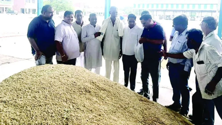 Kurukshetra News: कुरुक्षेत्र की पिपली मंडी में जीरी की पहली ढेरी का आगाज, ₹3925 के रेट से खिले किसानों के चेहरे