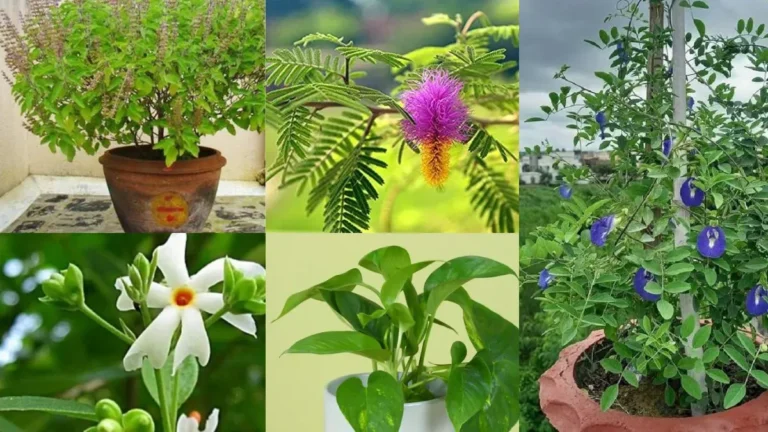 Monsoon Special plants:  मानसून वीकेंड स्पेशल, इस बारिश घर में लगाएं ये 5 शुभ पौधे, सुख-समृद्धि के साथ बिखरेगी हरियाली