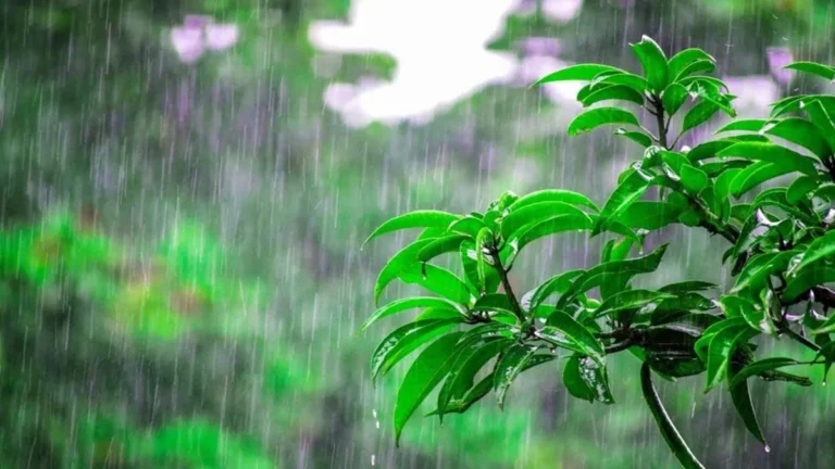Punjab Weather update: पठानकोट में सुबह से मूसलाधार बारिश, शिमला पहाड़ी से सड़कों पर आया पानी, पंजाब में येलो अलर्ट जारी