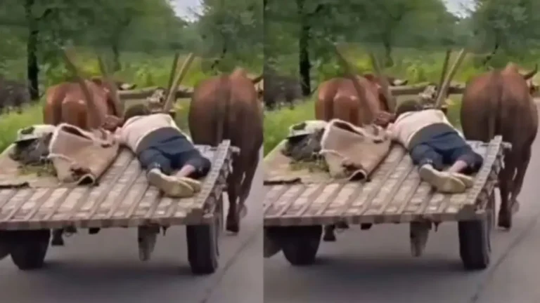 Desi Tesla Viral: इंटरनेट पर छाई ‘देसी टेस्ला’, बैलगाड़ी पर बेफिक्र होकर सोया शख्स, बैलों ने खुद चलाया ‘ऑटोपायलट’