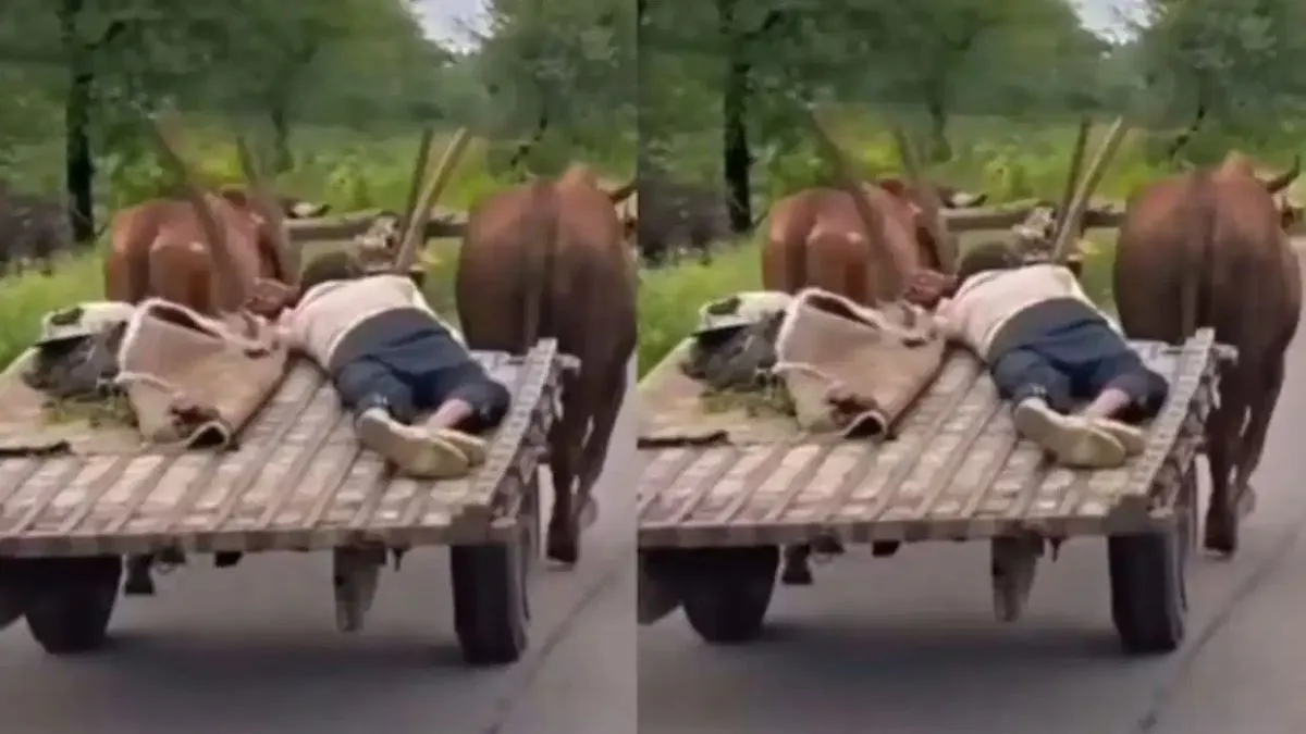 Desi Tesla Viral: इंटरनेट पर छाई 'देसी टेस्ला', बैलगाड़ी पर बेफिक्र होकर सोया शख्स, बैलों ने खुद चलाया 'ऑटोपायलट'