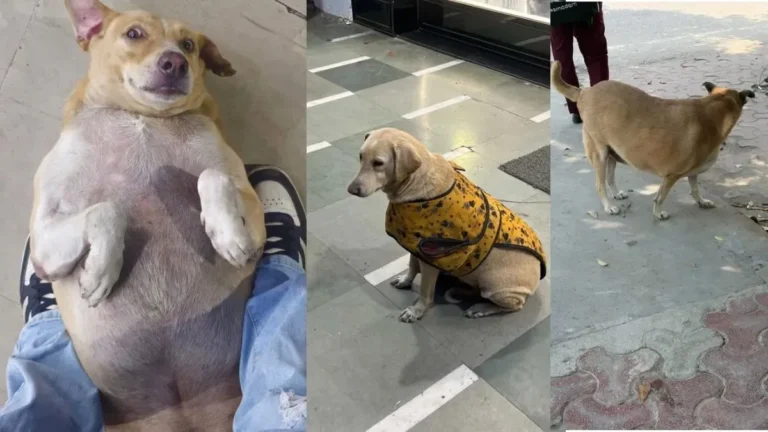 Fat Dogs Delhi Contest: दिल्ली के गोल-मटोल कुत्तों में मचा बवाल! शुरू हुआ ‘फैट डॉग्स ऑफ दिल्ली’ का अनोखा कॉन्टेस्ट