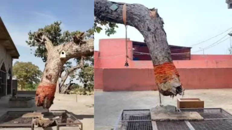 Hansi Samadha Mandir: हांसी के समाधा मंदिर का होगा कायाकल्प, हवा में तैरते बरगद को देखने उमड़ती है भीड़