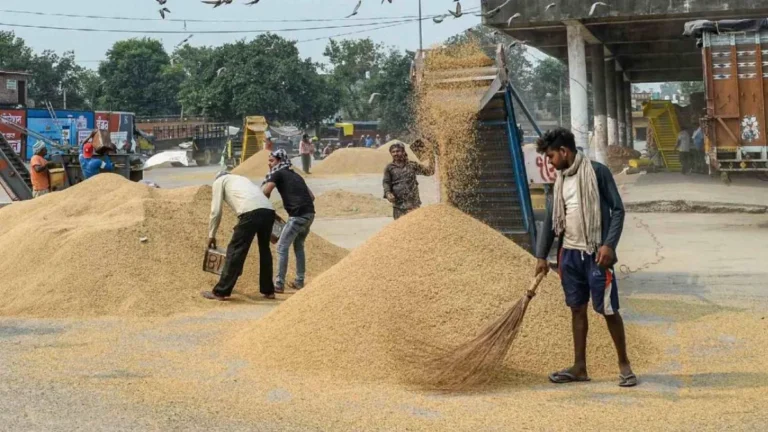 Haryana Agriculture News: हरियाणा में धान खरीद को लेकर 249 मंडियां तैयार! ‘मेरी फसल-मेरा ब्योरा’ का सैटेलाइट से हो रहा मिलान