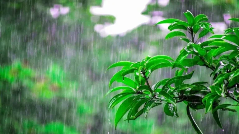 Haryana Weather Update: हरियाणा से मानसून की विदाई शुरू, जानें कब से पड़ेगी गुलाबी ठंड