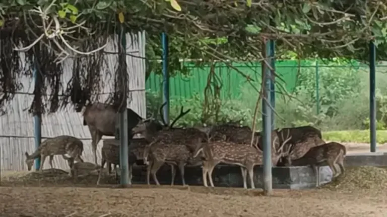 Haryana Zoo Free Entry: 2 से 8 अक्टूबर तक हरियाणा के तीनों चिड़ियाघरों में फ्री एंट्री, नहीं लगेगी टिकट