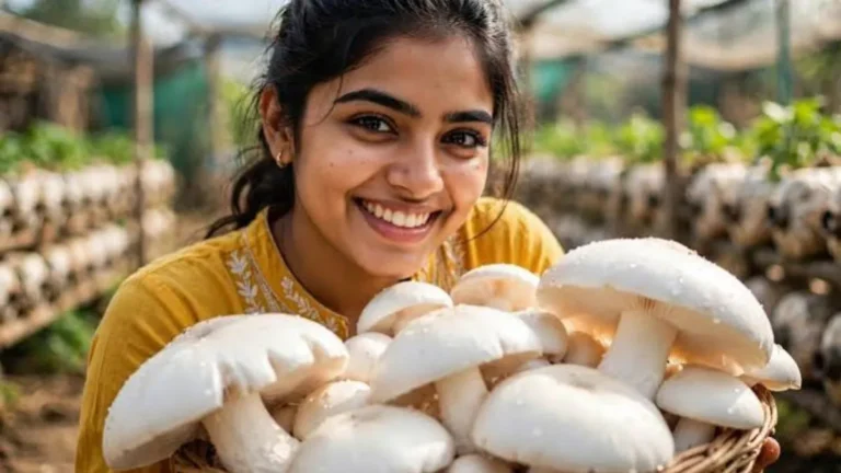 Agriculture Tips: बिना मिट्टी और धूप के घर पर उगाएं ताजे मशरूम, जानिए सबसे आसान तरीका
