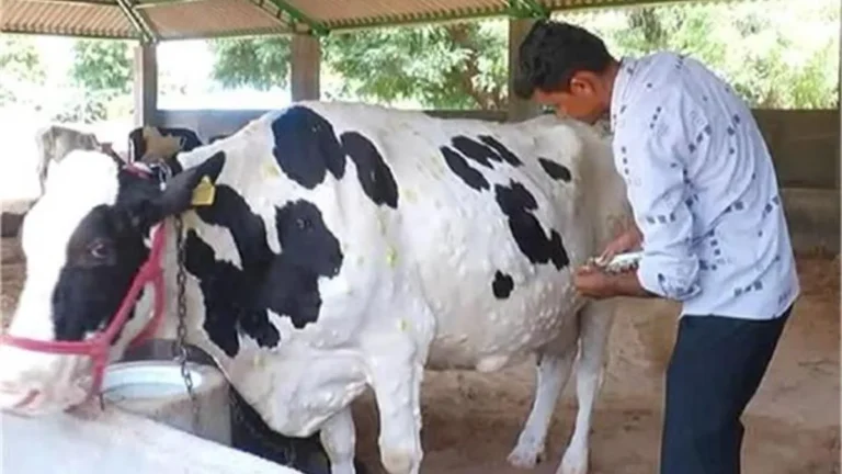 Lumpy Virus Haryana: हरियाणा में लंपी वायरस का कहर, नारनौल में दुधारू गाय की मौत, 100 से ज्यादा पशु संक्रमित