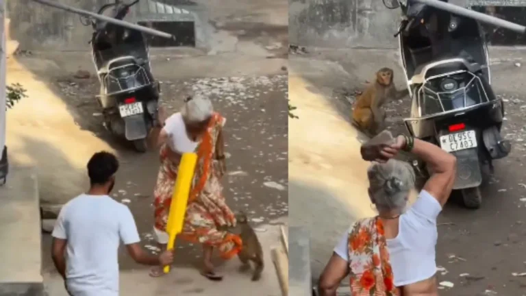 Monkey Viral Video: ‘दादी vs बंदर’ का महामुकाबला, भगाने के लिए उठाया डंडा, तो उल्टा दादी के ही गले पड़ गया जिद्दी बंदर