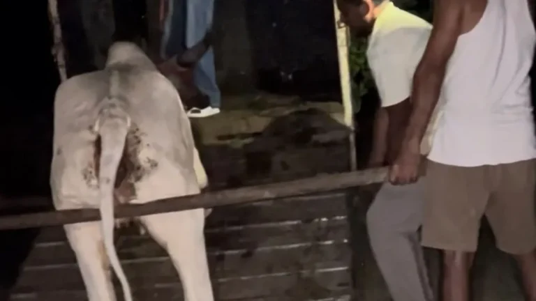 Nangal Chaudhary : नांगल चौधरी उपमंडल में लंपी बीमारी का प्रकोप, गौ रक्षा दल ने किया 13 गायों का उपचार, प्रशासन से की विशेष मुहिम की मांग