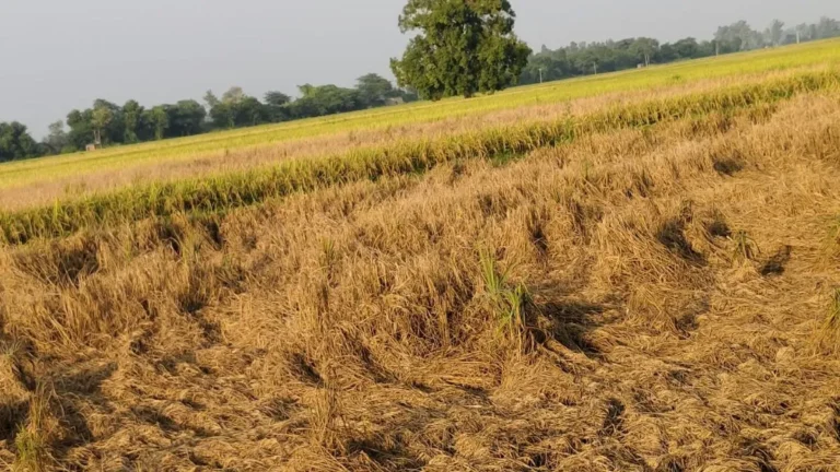 Paddy Crop Care Tips: ज्योतिसर में धान पर ‘तेले’ का बड़ा हमला, कटाई से ठीक पहले किसानों को भारी नुकसान का डर