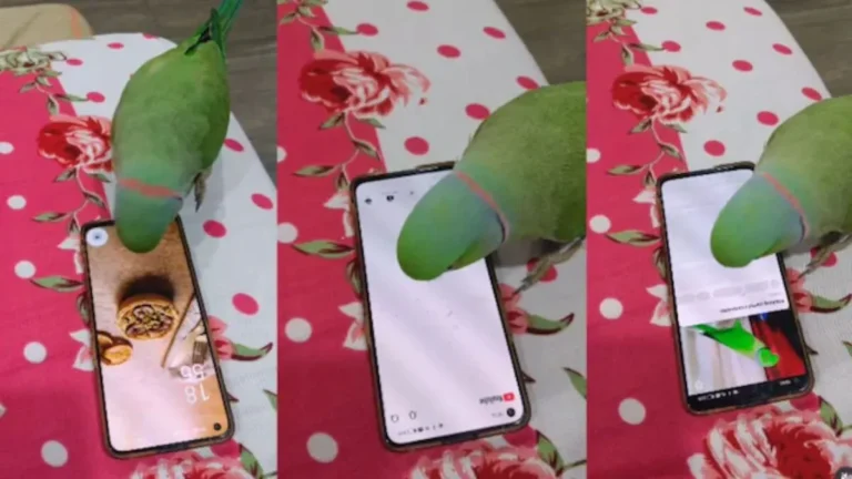 Parrot Mobile Using Viral: बच्चों की तरह मोबाइल का दीवाना हुआ तोता, खुद स्क्रीन टच कर देखता है यूट्यूब