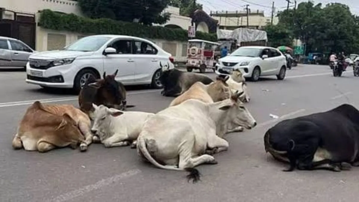 Rewari : कैटल फ्री रेवाड़ी की खुली पोल, अवारा पशुओं का शहर में कहर, विभिन्न सामाजिक संगठनों में भारी रोष आज करेंगें प्रदर्शन