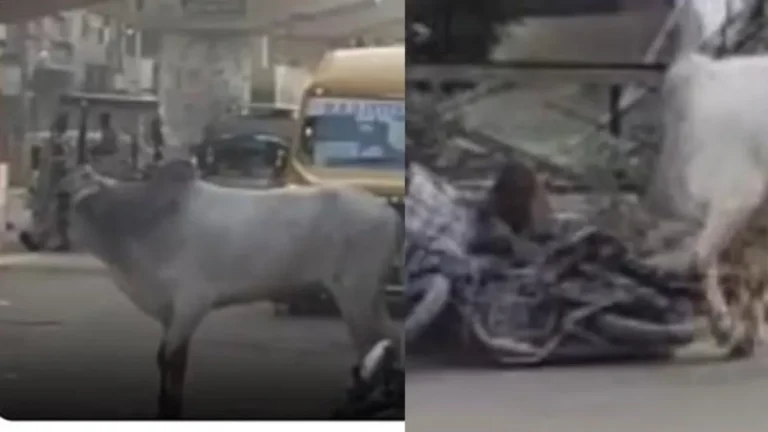Rohtak News: रोहतक में सांड का तांडव, स्कूल बस को मारी टक्कर, स्कूटी सवार को दौड़ाया