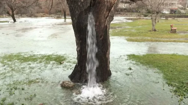 Water Tree: मूसलाधार बारिश होते ही फव्वारा बन जाता है यह 150 साल पुराना पेड़, देखिए मॉन्टेनेग्रो का अजूबा