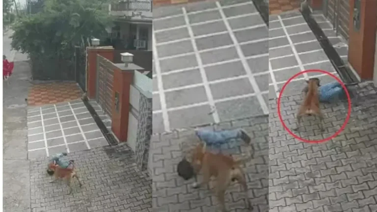 Ambala Stray Dog Attack: अंबाला में आवारा कुत्ते का खौफ, सेक्टर-9 में खेल रहे बच्चे पर किया जानलेवा हमला, वीडियो वायरल