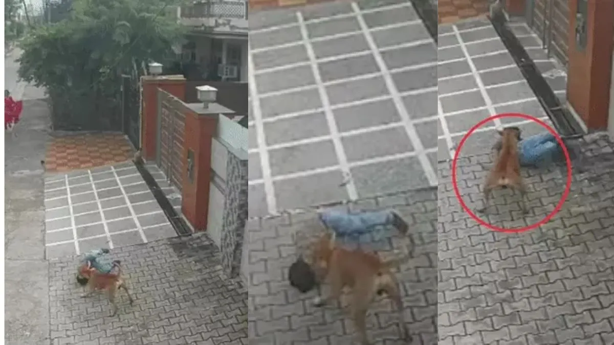 Ambala Stray Dog Attack: अंबाला में आवारा कुत्ते का खौफ, सेक्टर-9 में खेल रहे बच्चे पर किया जानलेवा हमला, वीडियो वायरल