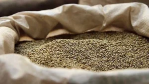 Ateli Mandi News: अटेली नई अनाज मंडी में बाजरा खरीद का तीसरा रोस्टर जारी, 26 से 31 अक्टूबर तक तय गांवों के किसान ला सकेंगे फसल