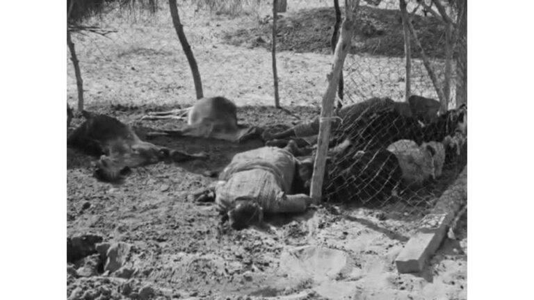बाड़मेर में हाईटेंशन तार टूटने से बड़ा हादसा, करंट लगने से 15 मवेशी समेत पशुओं को बचाने गए दंपति की मौत