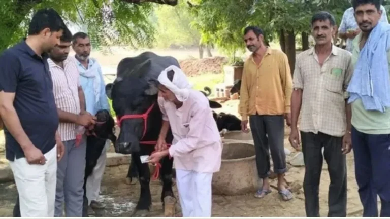 Bhiwani Murrah Jhoti Sale: भिवानी में मुर्रा नस्ल का जलवा, पहले ब्यांत में 18.5 किलो दूध देने वाली झोटी 7.11 लाख रुपये में बिकी