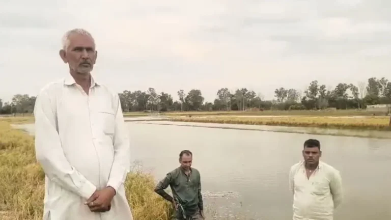 Bhiwani News: भिवानी में निगाना फीडर टूटने से 150 किल्ले धान की फसल जलमग्न, किसानों पर टूटा दुखों का पहाड़
