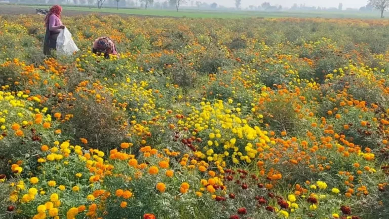 Floral Farming Training Haryana: पारंपरिक खेती छोड़िए, फूलों से बढ़ाइए कमाई: झज्जर सेंटर में 26 अक्टूबर से शुरू होगी ट्रेनिंग
