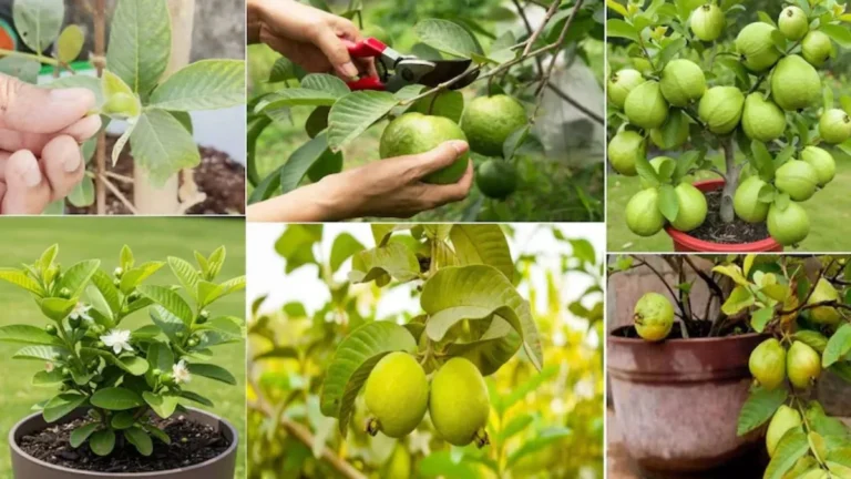Guava Plant Care: अमरूद के पौधे पर नहीं आ रहे फल? अपना लें ये आसान टिप्स, सर्दियों में लद जाएगा फलों से