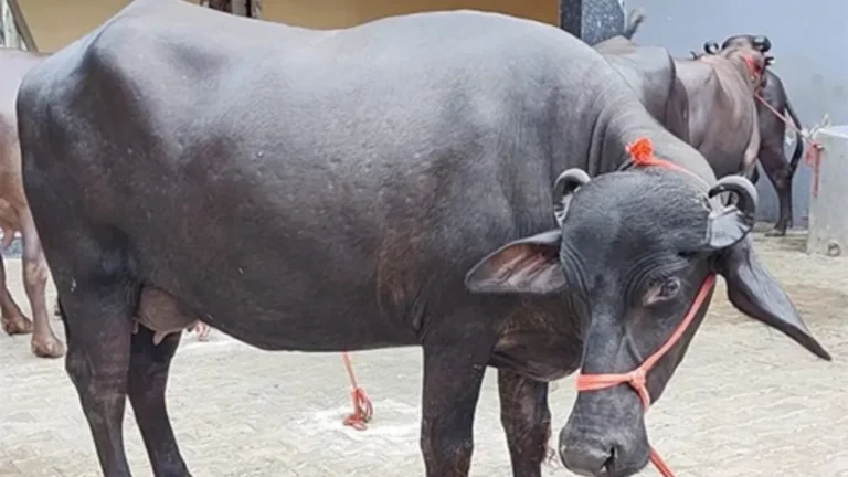 Haryana Buffalo Subsidy Scheme: हरियाणा में भैंस खरीदने पर मिलेगी 1.30 लाख रुपये तक की सब्सिडी, जानिए कैसे उठाएं लाभ