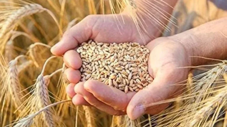 Haryana News: गेहूं की बंपर पैदावार के लिए HAU हिसार की एडवाइजरी, 25 अक्टूबर से शुरू करें इन उन्नत किस्मों की बिजाई