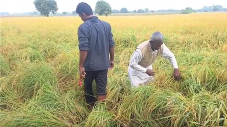 Haryana News: हरियाणा में बेमौसमी बारिश से बिछी धान की फसल, किसानों पर टूटा दुखों का पहाड़