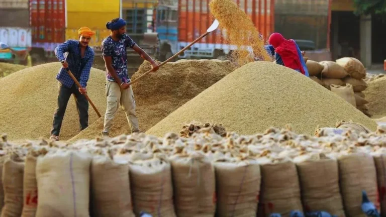 Haryana News: हरियाणा की मंडियों में धान की सरकारी खरीद पर संकट, 500 करोड़ का बकाया न मिलने से भड़के राइस मिलर्स
