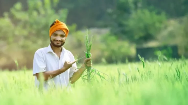 Haryana Kisan News: हरियाणा के धान किसानों को बड़ी राहत, तय सीमा से ज्यादा हुई पैदावार तो भी बिकेगी पूरी फसल, जानिए नई व्यवस्था