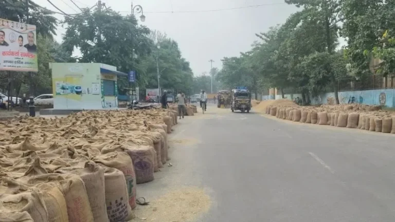 Haryana Paddy Procurement: हरियाणा में धान खरीद जोरों पर, MSP पर बिक रही फसल, कुरुक्षेत्र और पंचकूला सबसे आगे