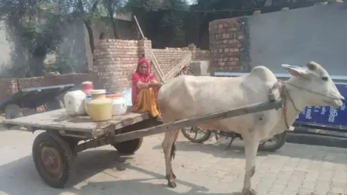Haryana Power Strike: हरियाणा में बिजली हड़ताल का दूसरा दिन, पानीपत से फरीदाबाद तक हाहाकार, बैलगाड़ी से पानी ढोने को मजबूर महिला