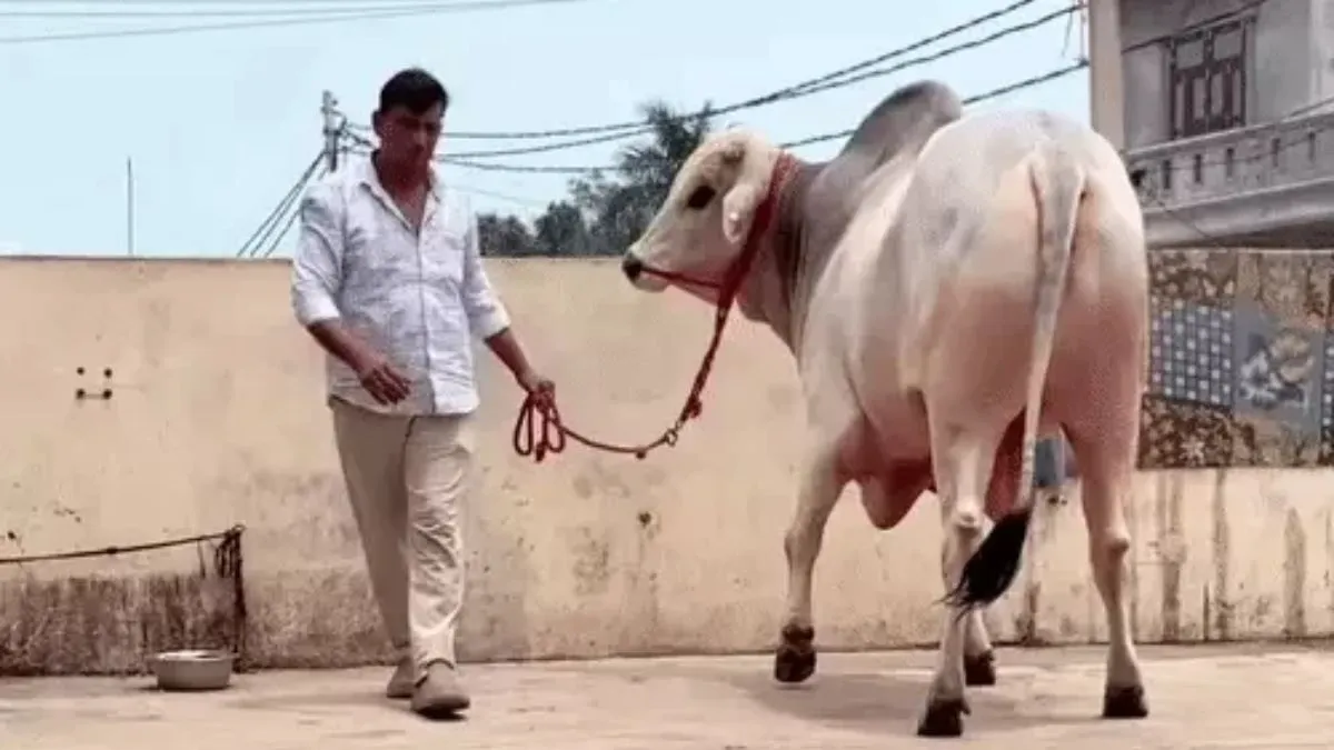 Haryana breed bull Gaurav: झज्जर का नंदी गौरव, 1 करोड़ की बोली ठुकराकर किसान ने क्यों कहा- नहीं बेचूंगा?