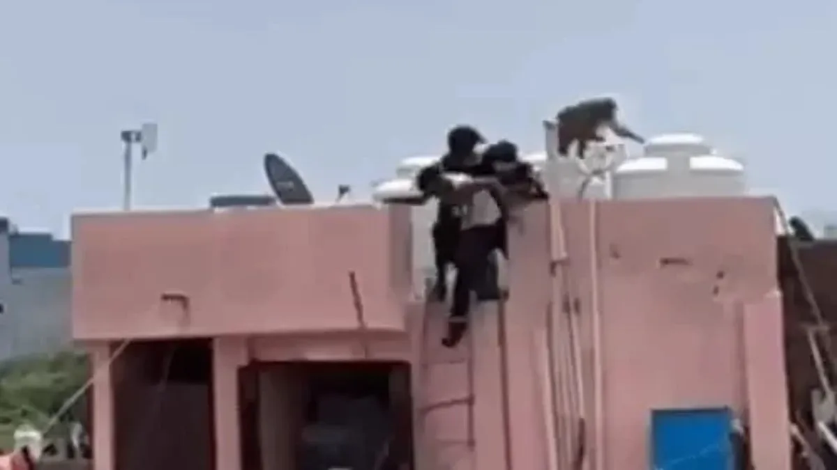 Hathin monkey terror: पलवल के हथीन में बंदरों का खौफ, खूंखार बंदर को थप्पड़ मारने का वीडियो वायरल, 51 हजार का इनाम घोषित